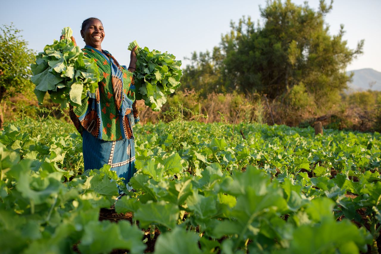 A farmer carries two armfuls of harvested greens through a wide field of the same crop in late afternoon light.