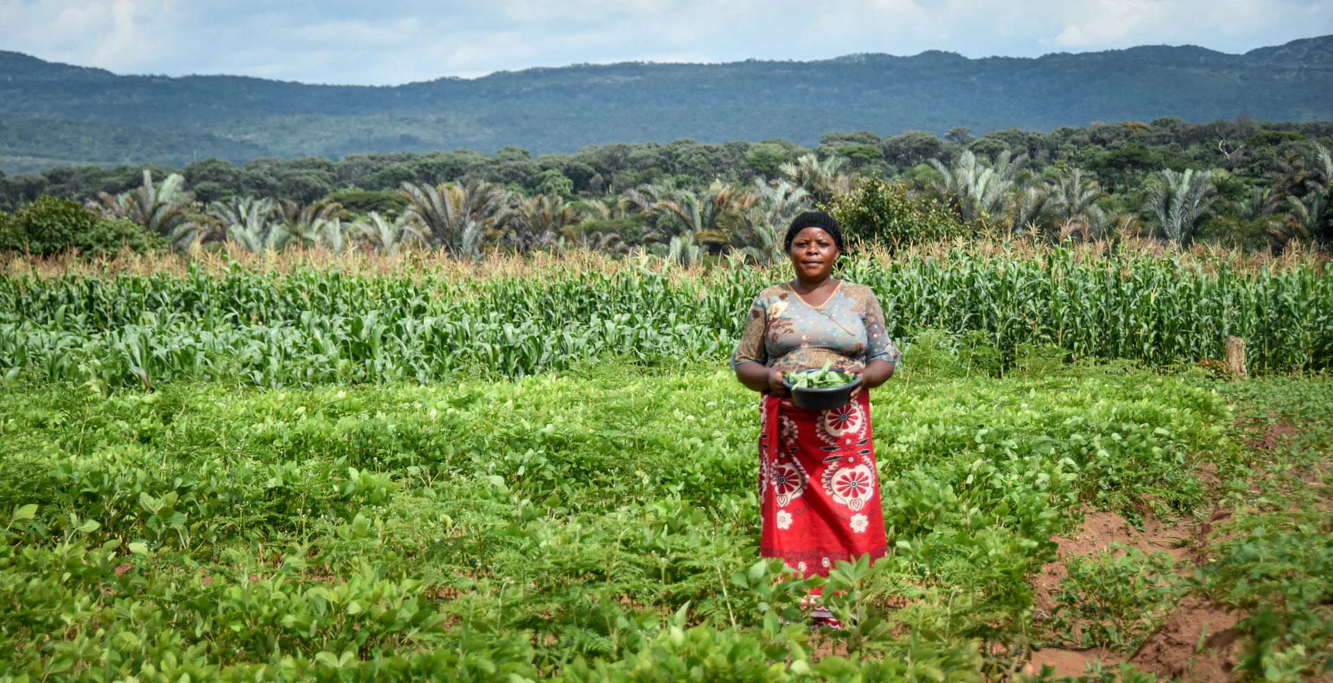 A farmer stands holding a bowl of produce between a groundnut crop and a maize field, with a wooded escarpment behind.