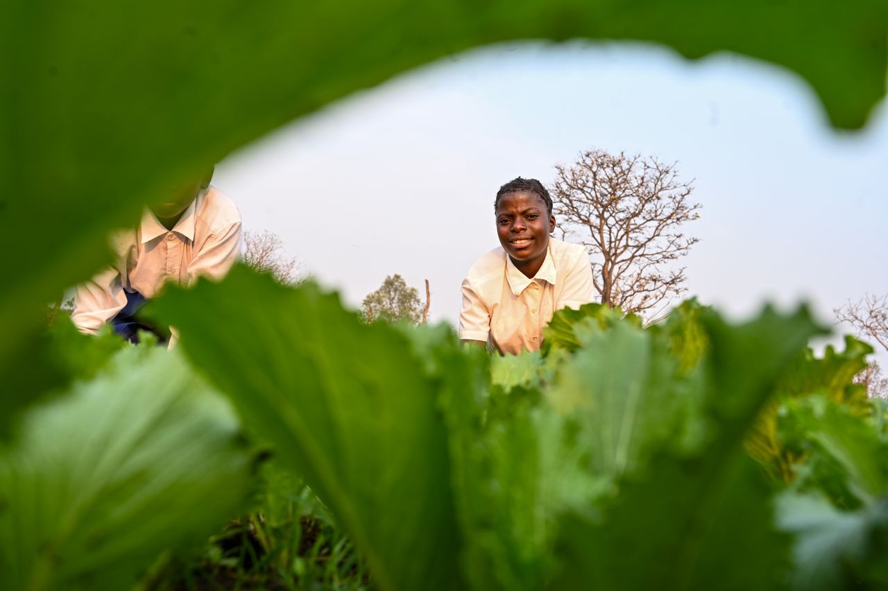 Two farmers harvest leafy greens, seen through the large leaves of the crop in the foreground.