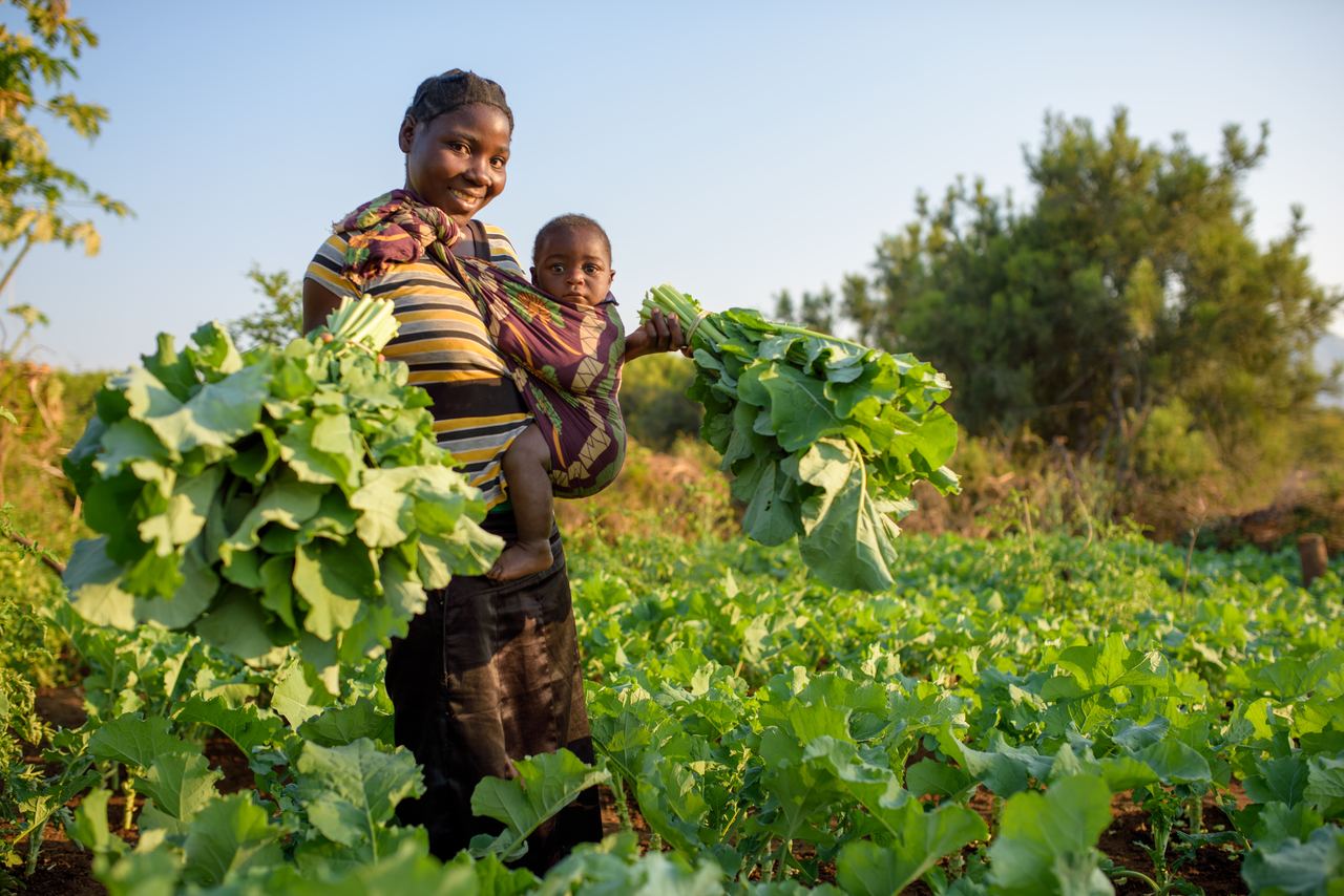 A farmer carrying a young child on her back gathers leafy greens with both hands in a field of the crop.
