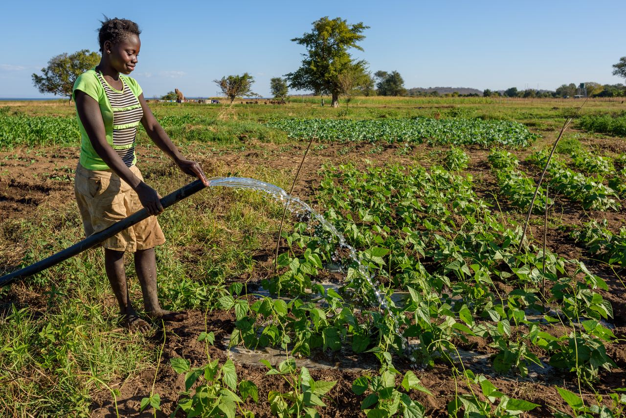 A farmer directs water from a hose along rows of young bean plants on an irrigated field under a clear sky.