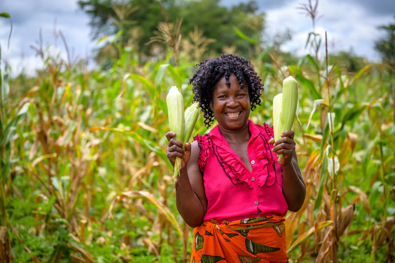 A farmer in a pink blouse holds up two green maize cobs in a standing maize field.