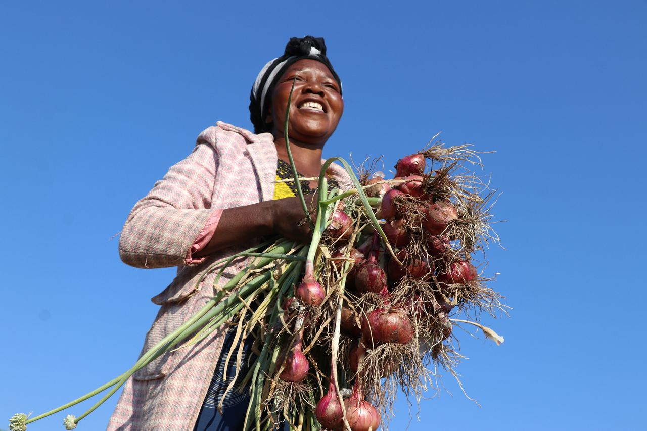 A farmer holds up a large bunch of freshly lifted red onions against a deep blue sky.