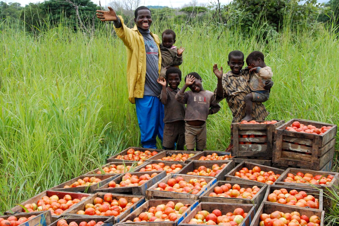 A farmer and four children stand behind around a dozen wooden crates filled with ripe tomatoes at the edge of a field.