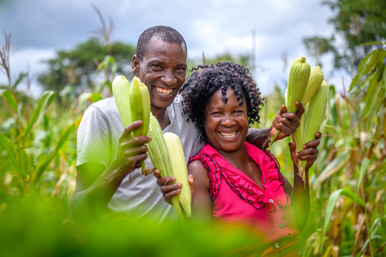 Two farmers stand together in a maize field, each holding freshly picked maize cobs and smiling.