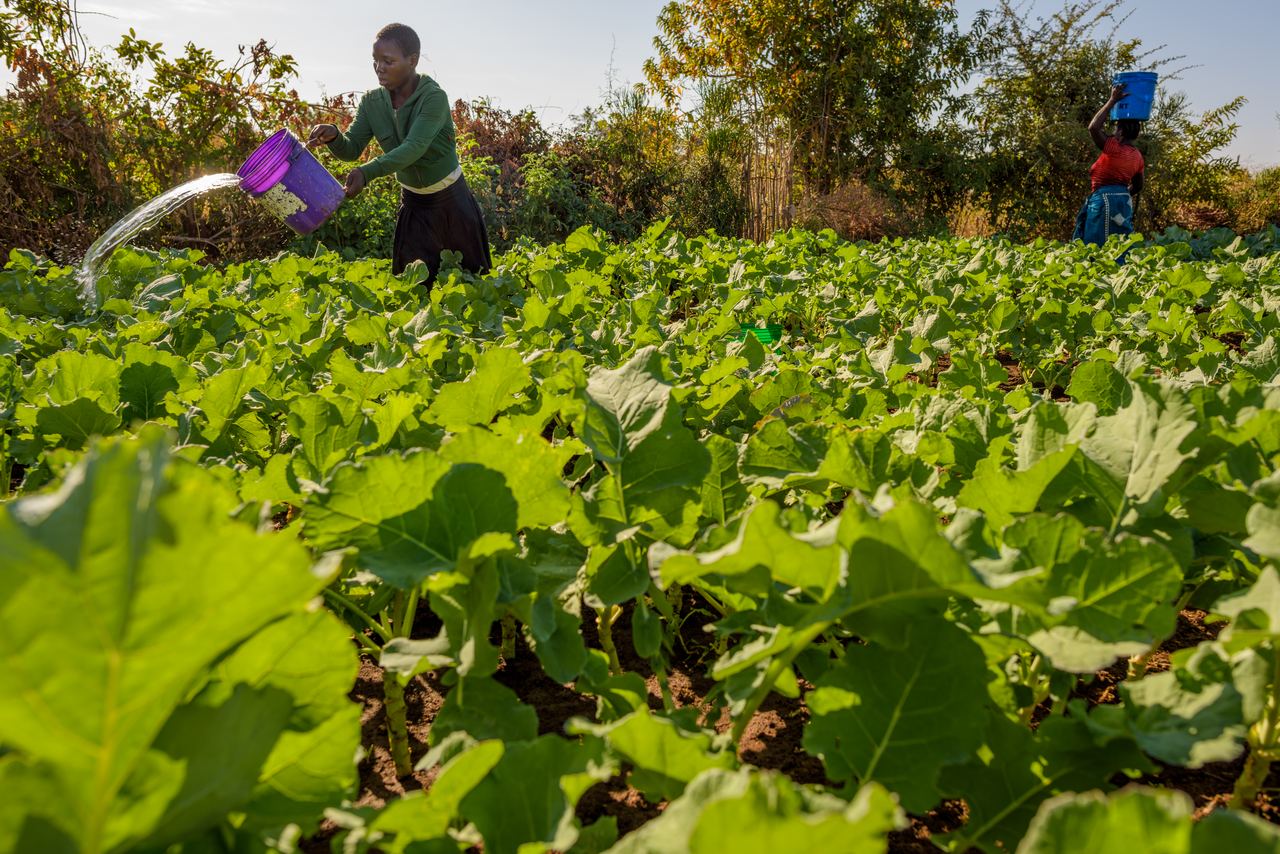 A farmer waters a dense bed of leafy greens from a bucket, photographed low among the crop.